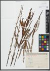 Foto von Salix viminalis L.